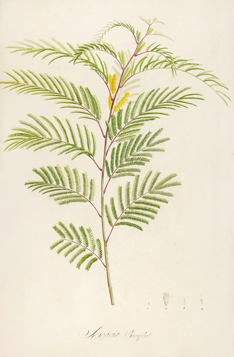 Description Des Plantes Rares Cultivees A Malmaison Et A Navarre Pl 40 Wall Art by Pierre Joseph Redouté - High-Resolution Digital Print