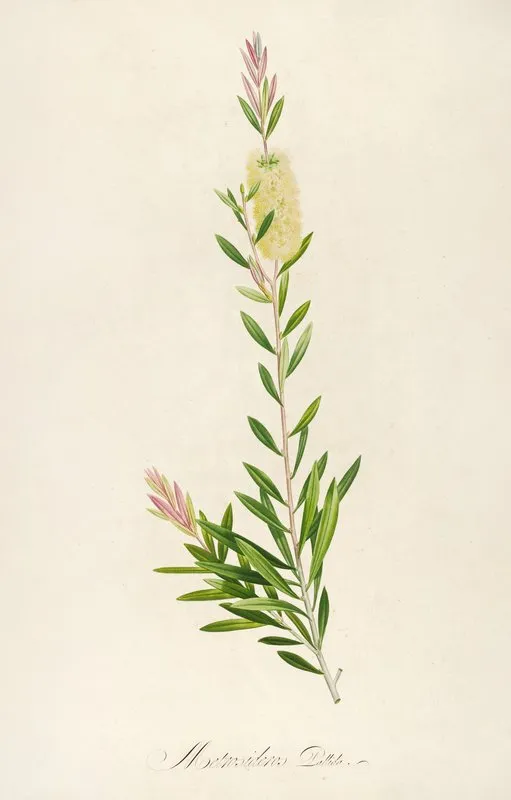 Description Des Plantes Rares Cultivees A Malmaison Et A Navarre Pl 41 Wall Art by Pierre Joseph Redouté - High-Resolution Digital Print