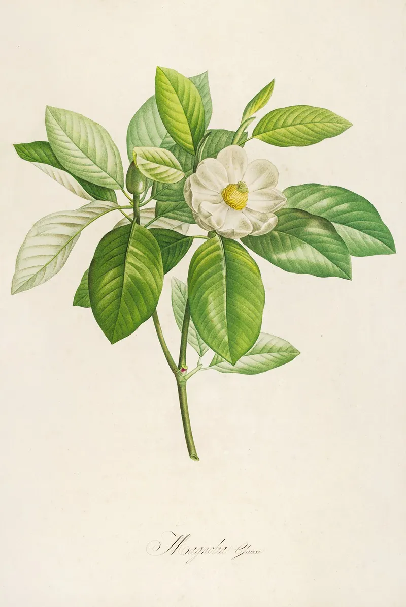 Description Des Plantes Rares Cultivees A Malmaison Et A Navarre Pl 42 Wall Art by Pierre Joseph Redouté - High-Resolution Digital Print