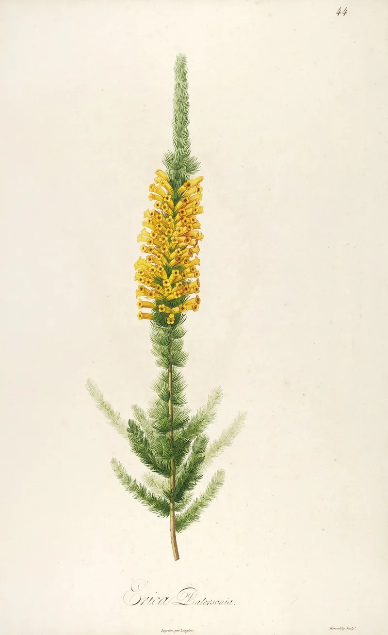 Description Des Plantes Rares Cultivees A Malmaison Et A Navarre Pl 44 Wall Art by Pierre Joseph Redouté - High-Resolution Digital Print