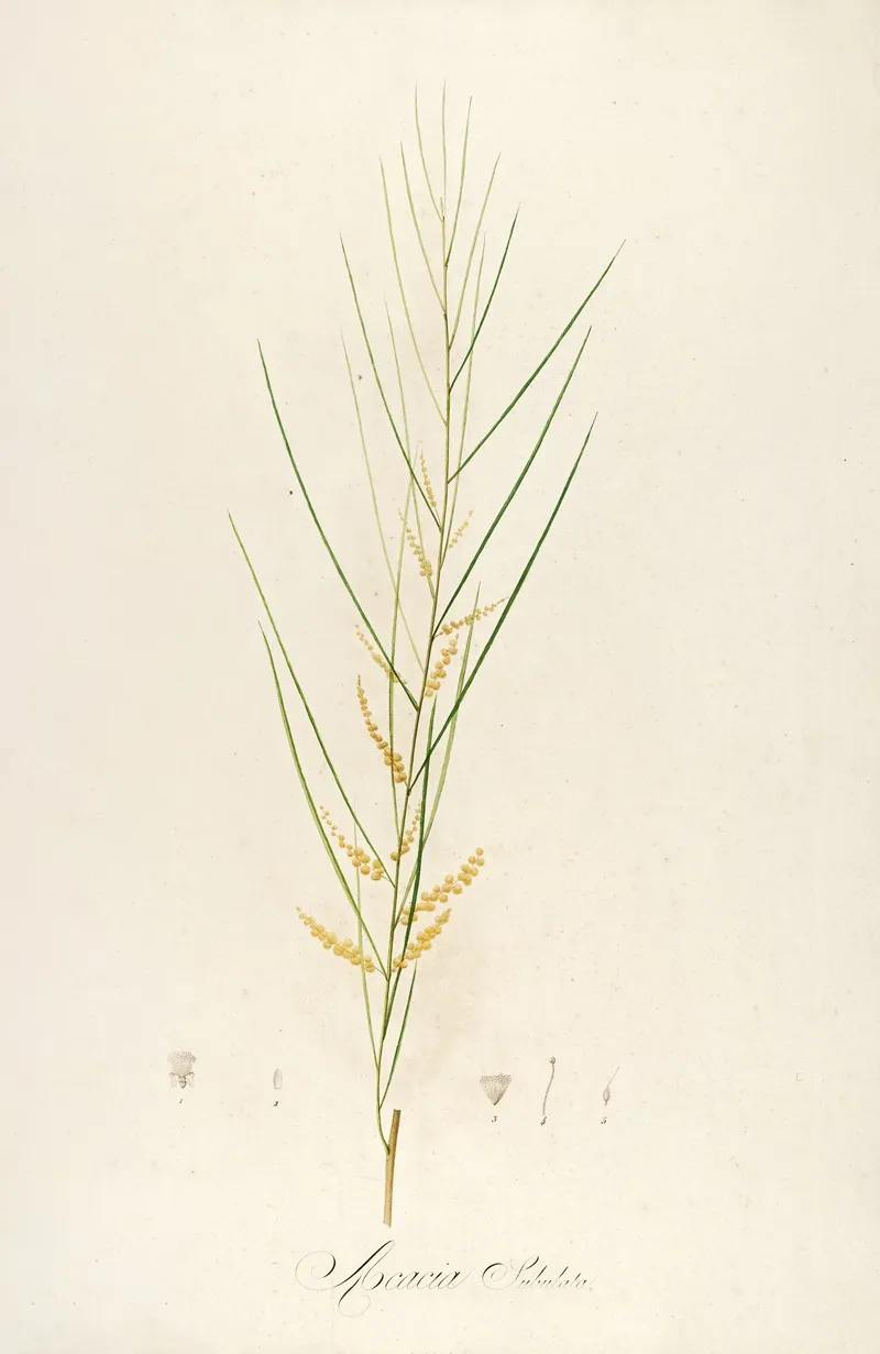 Description Des Plantes Rares Cultivees A Malmaison Et A Navarre Pl 45 Wall Art by Pierre Joseph Redouté - High-Resolution Digital Print