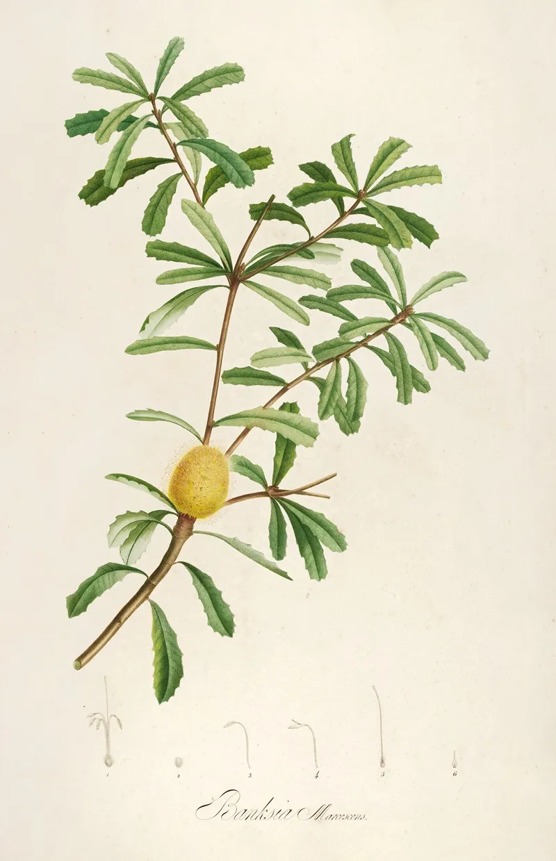 Description Des Plantes Rares Cultivees A Malmaison Et A Navarre Pl 48 Wall Art by Pierre Joseph Redouté - High-Resolution Digital Print
