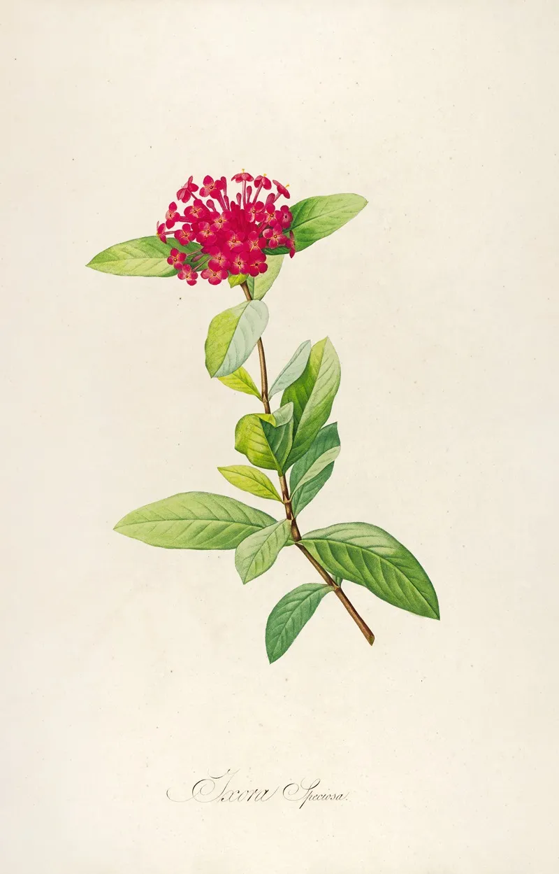 Description Des Plantes Rares Cultivees A Malmaison Et A Navarre Pl 49 Wall Art by Pierre Joseph Redouté - High-Resolution Digital Print