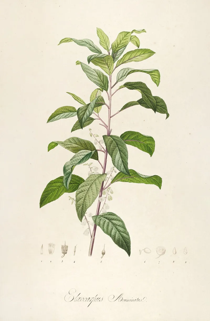 Description Des Plantes Rares Cultivees A Malmaison Et A Navarre Pl 50 Wall Art by Pierre Joseph Redouté - High-Resolution Digital Print