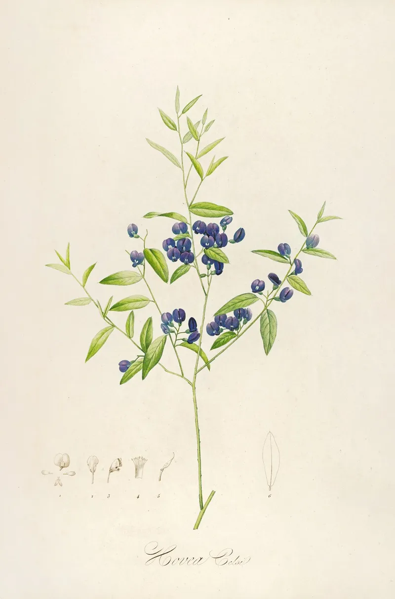 Description Des Plantes Rares Cultivees A Malmaison Et A Navarre Pl 51 Wall Art by Pierre Joseph Redouté - High-Resolution Digital Print