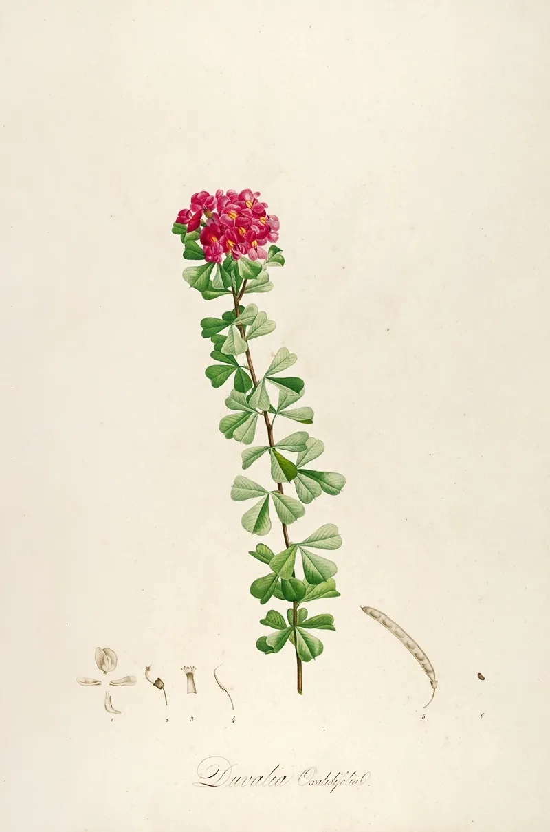 Description Des Plantes Rares Cultivees A Malmaison Et A Navarre Pl 53 Wall Art by Pierre Joseph Redouté - High-Resolution Digital Print
