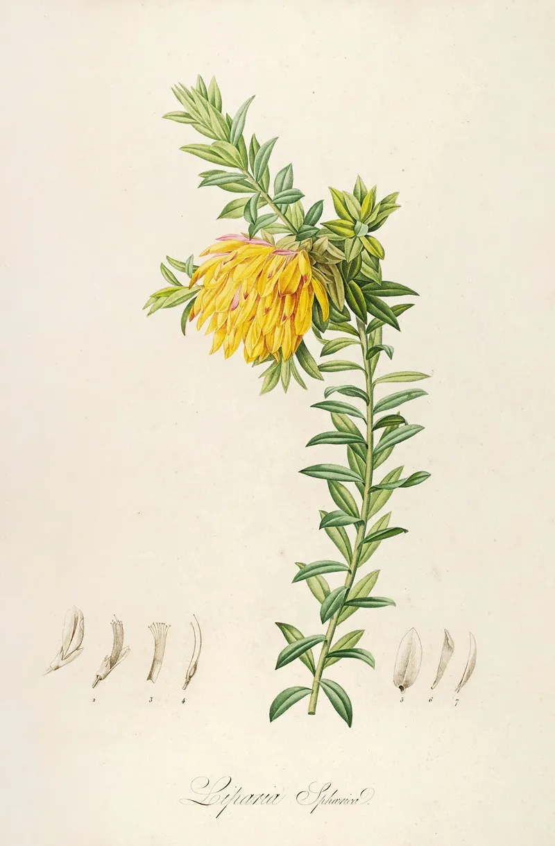 Description Des Plantes Rares Cultivees A Malmaison Et A Navarre Pl 54 Wall Art by Pierre Joseph Redouté - High-Resolution Digital Print