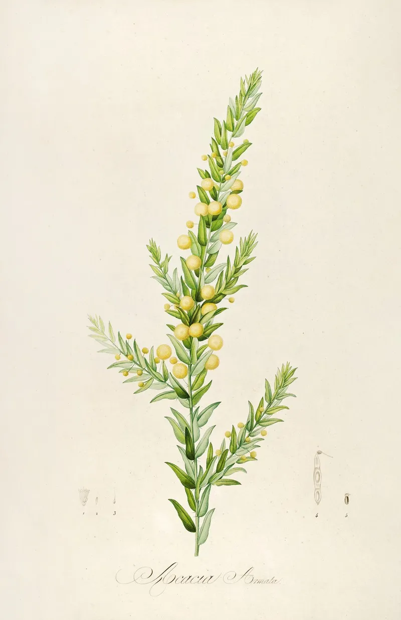 Description Des Plantes Rares Cultivees A Malmaison Et A Navarre Pl 55 Wall Art by Pierre Joseph Redouté - High-Resolution Digital Print