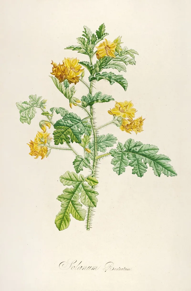 Description Des Plantes Rares Cultivees A Malmaison Et A Navarre Pl 56 Wall Art by Pierre Joseph Redouté - High-Resolution Digital Print