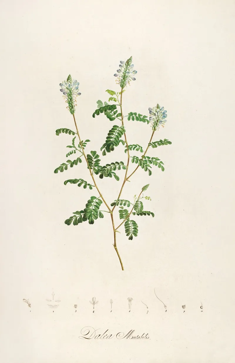 Description Des Plantes Rares Cultivees A Malmaison Et A Navarre Pl 57 Wall Art by Pierre Joseph Redouté - High-Resolution Digital Print