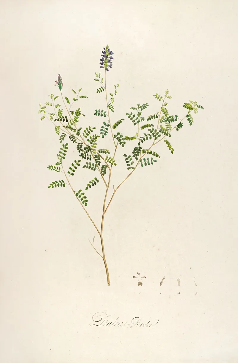 Description Des Plantes Rares Cultivees A Malmaison Et A Navarre Pl 58 Wall Art by Pierre Joseph Redouté - High-Resolution Digital Print