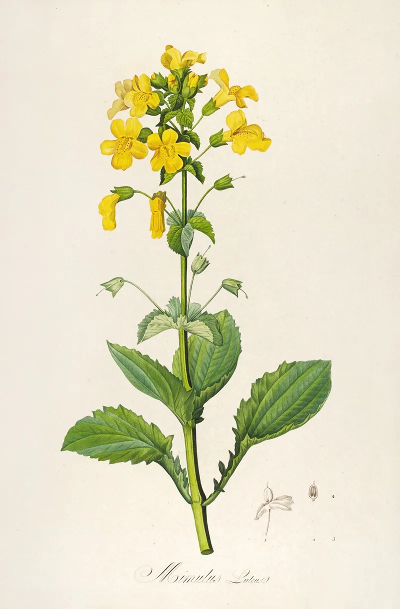 Description Des Plantes Rares Cultivees A Malmaison Et A Navarre Pl 60 Wall Art by Pierre Joseph Redouté - High-Resolution Digital Print