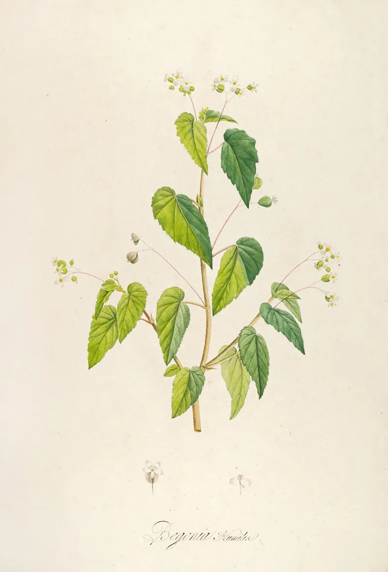 Description Des Plantes Rares Cultivees A Malmaison Et A Navarre Pl 62 Wall Art by Pierre Joseph Redouté - High-Resolution Digital Print