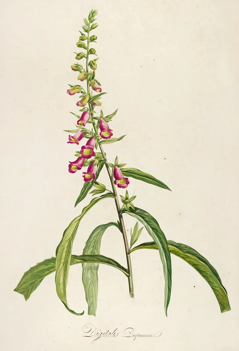 Description Des Plantes Rares Cultivees A Malmaison Et A Navarre Pl 64 Wall Art by Pierre Joseph Redouté - High-Resolution Digital Print