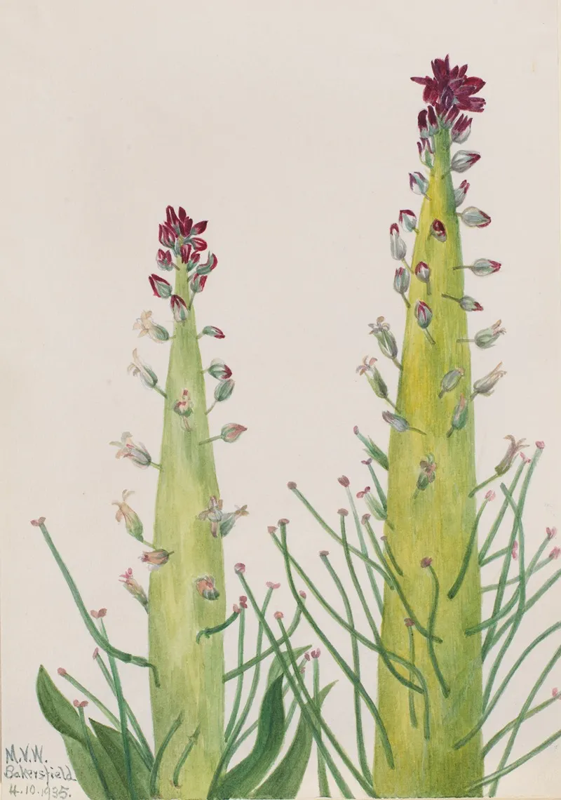 Desert Candle Caulanthus Inflatus