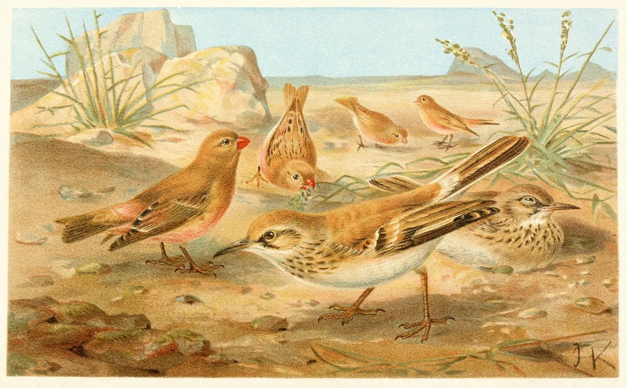 Desert Finch And Desert Lark Wall Art by Anonymous - High-Resolution Digital Print