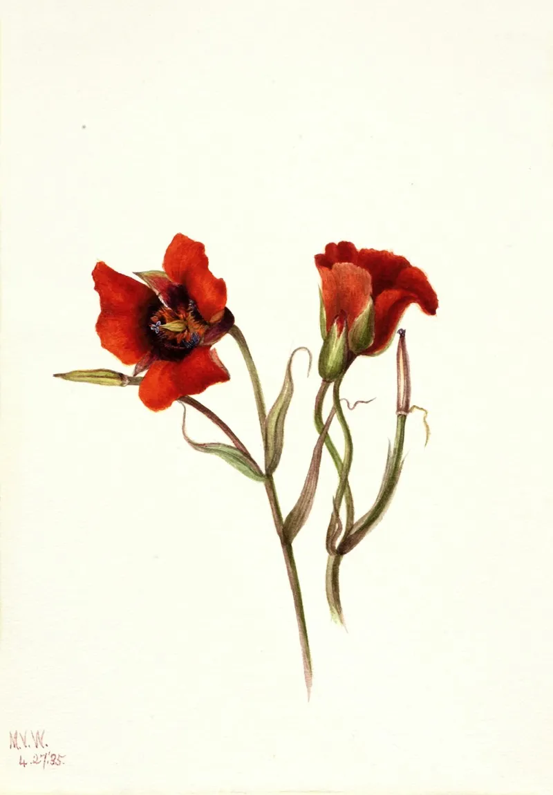 Desert Mariposa Calochortus Kennedyi