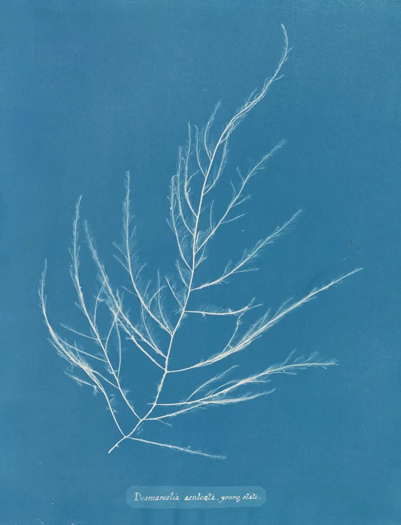 Desmarestia Aculeata Young State Wall Art by Anna Atkins - High-Resolution Digital Print