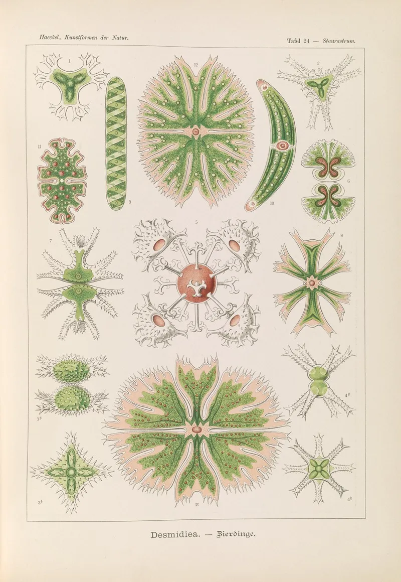 Desmidiea Bierdinge Wall Art by Ernst Haeckel - High-Resolution Digital Print