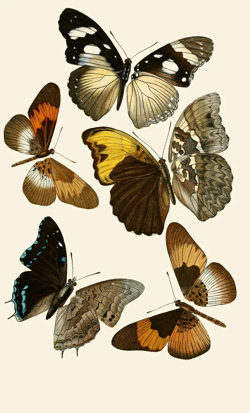 Deutsche Entomologische Zeitschrift Pl 2 Wall Art by Gesellschaft Isis in Dresden - High-Resolution Digital Print