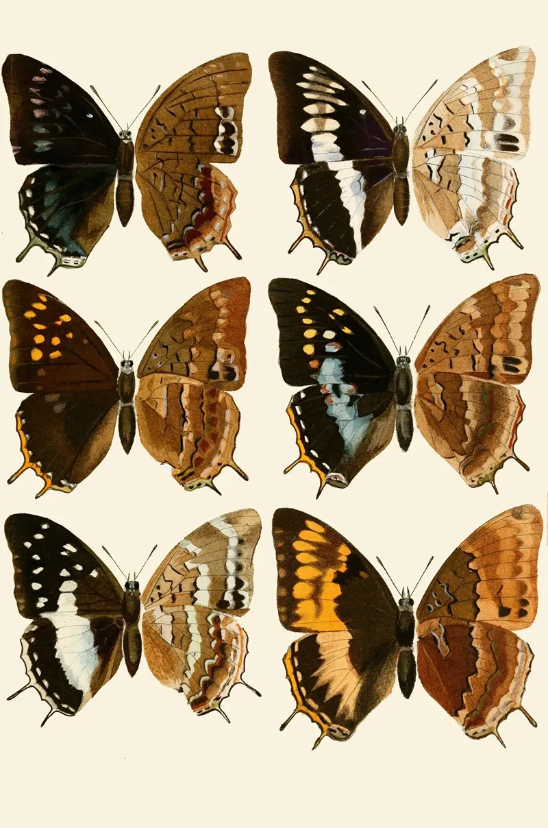 Deutsche Entomologische Zeitschrift Pl 3 Wall Art by Gesellschaft Isis in Dresden - High-Resolution Digital Print