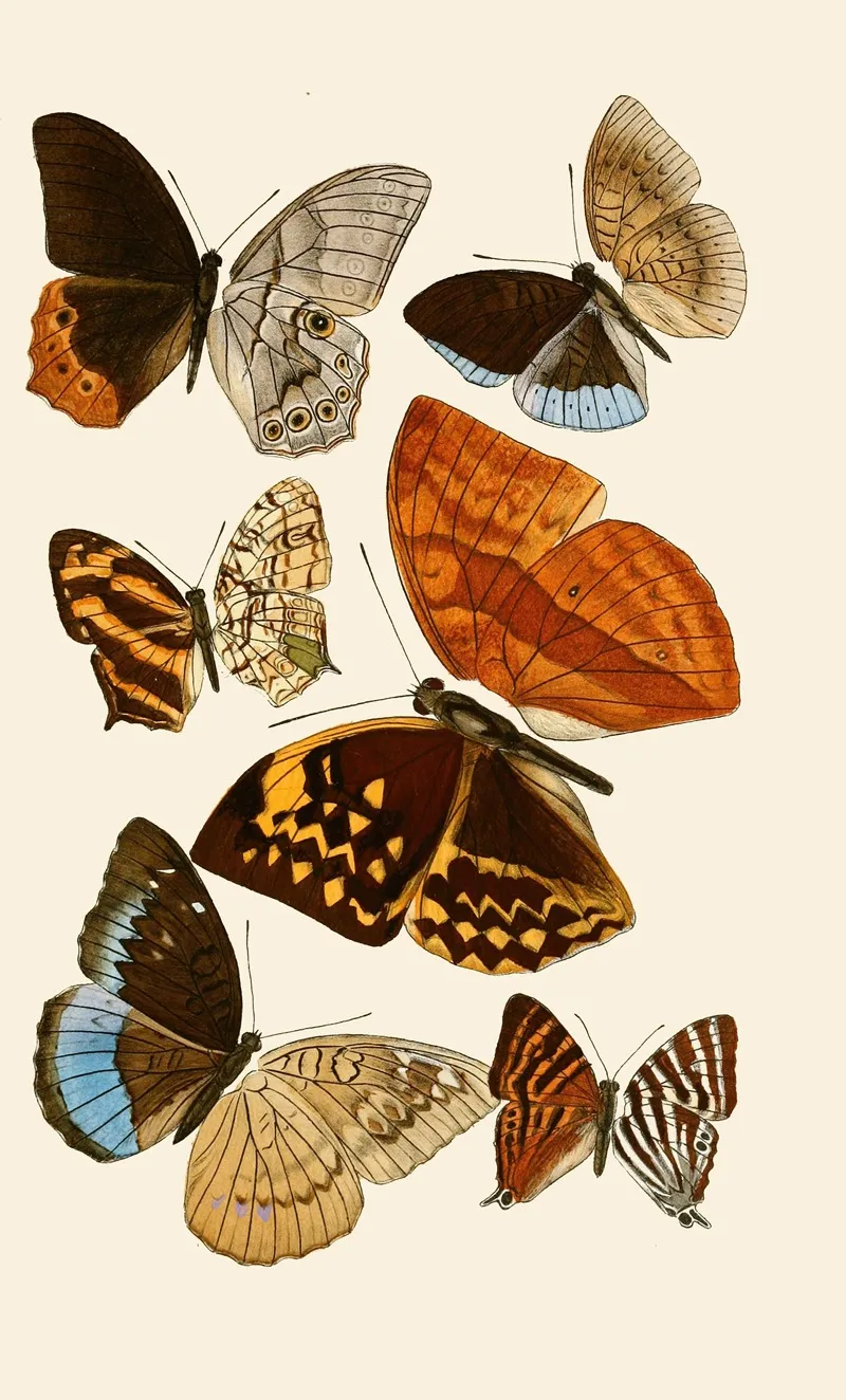 Deutsche Entomologische Zeitschrift Pl 4 Wall Art by Gesellschaft Isis in Dresden - High-Resolution Digital Print