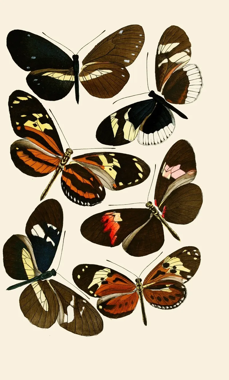 Deutsche Entomologische Zeitschrift Pl 5 Wall Art by Gesellschaft Isis in Dresden - High-Resolution Digital Print