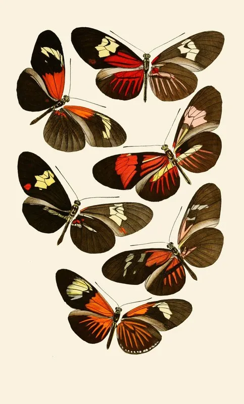 Deutsche Entomologische Zeitschrift Pl 6 Wall Art by Gesellschaft Isis in Dresden - High-Resolution Digital Print