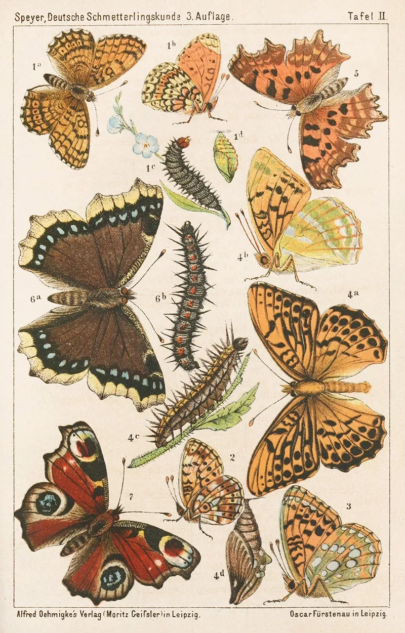 Deutsche Schmetterlingskunde Fur Anfanger Nebst Einer Anleitung Zum Sammeln Pl 01 Wall Art by Adolf Speyer - High-Resolution Digital Print
