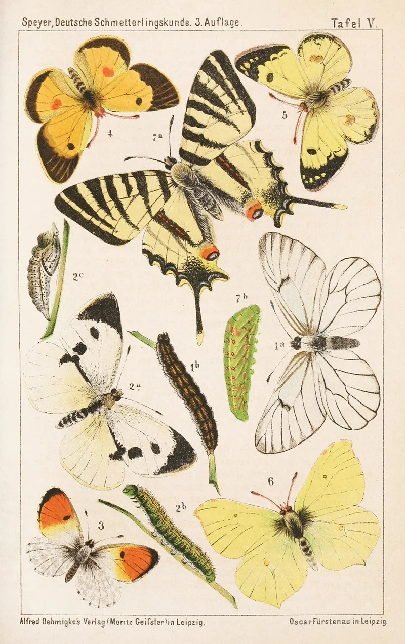 Deutsche Schmetterlingskunde Fur Anfanger Nebst Einer Anleitung Zum Sammeln Pl 04 Wall Art by Adolf Speyer - High-Resolution Digital Print