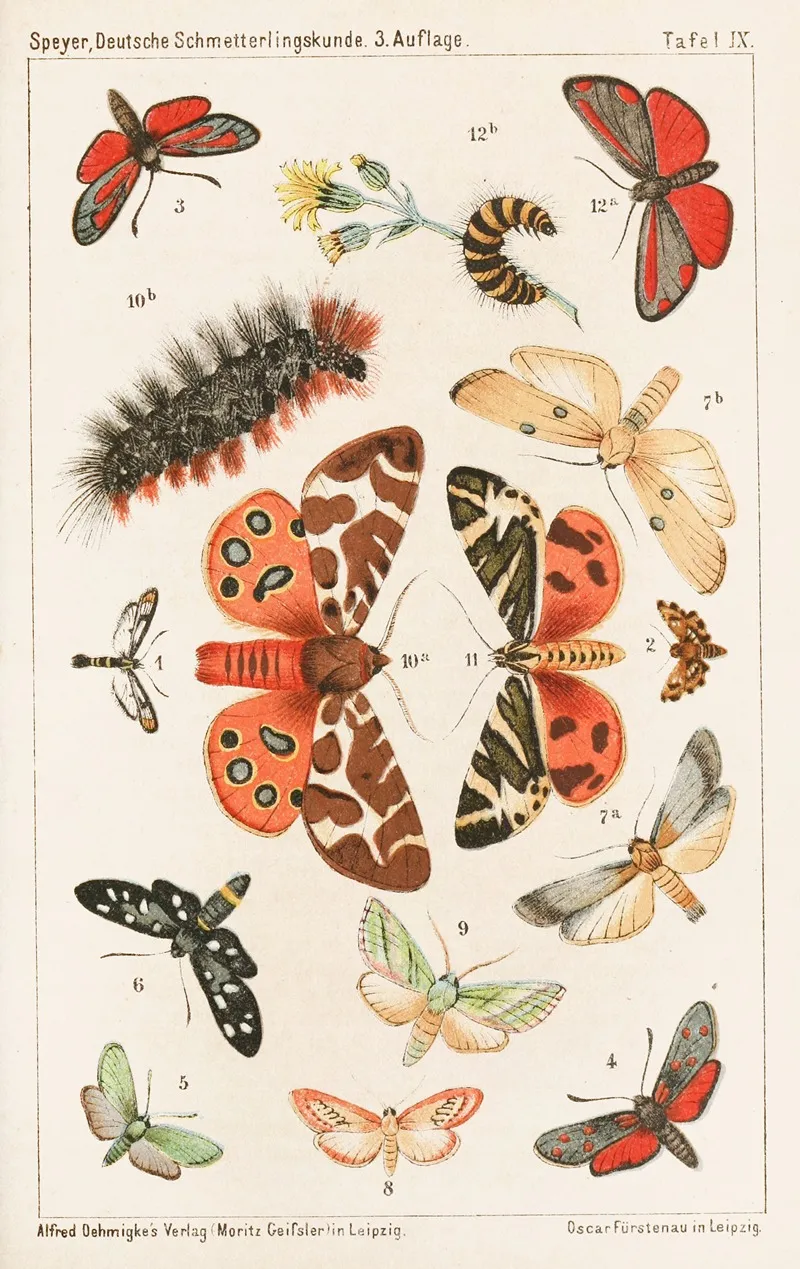 Deutsche Schmetterlingskunde Fur Anfanger Nebst Einer Anleitung Zum Sammeln Pl 08 Wall Art by Adolf Speyer - High-Resolution Digital Print