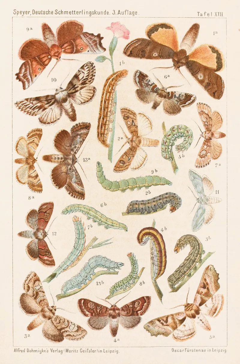 Deutsche Schmetterlingskunde Fur Anfanger Nebst Einer Anleitung Zum Sammeln Pl 12 Wall Art by Adolf Speyer - High-Resolution Digital Print