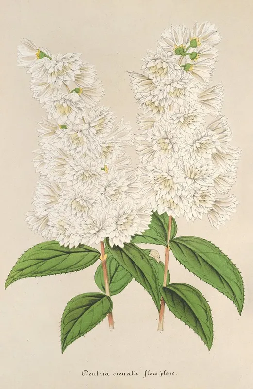 Deutzia Crenata Zucc Flore Pleno Wall Art by Charles Antoine Lemaire - High-Resolution Digital Print