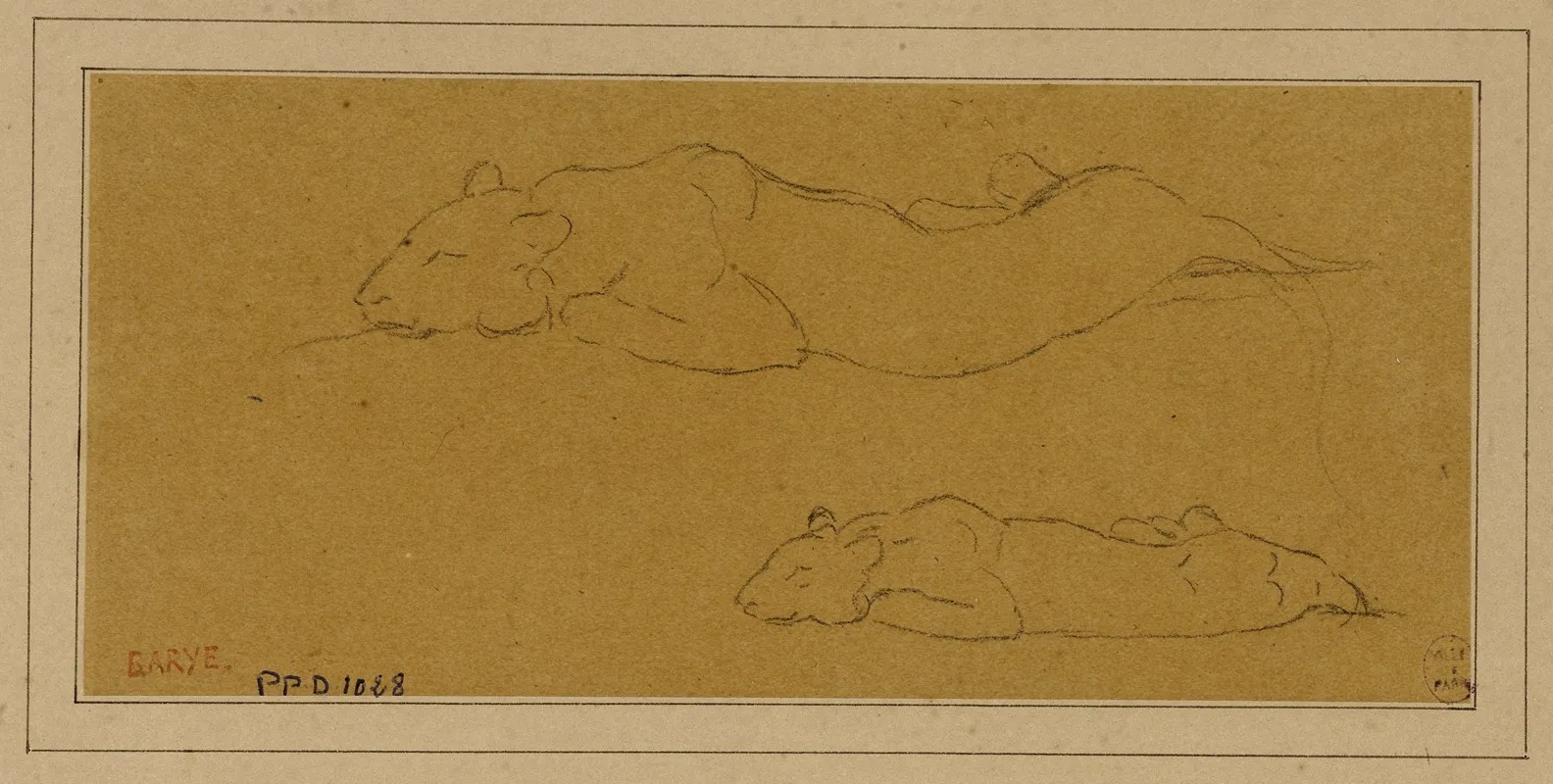 Deux Etudes De Panthere Allongee