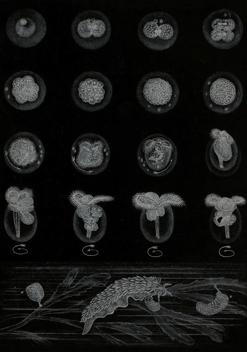 Developpement Dun Mollusque Wall Art by Alfred Frédol - High-Resolution Digital Print