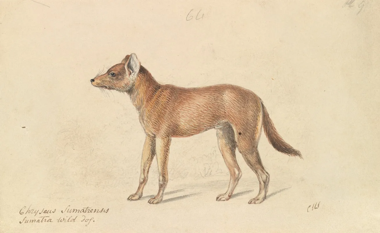 Dhole Of Sumatra
