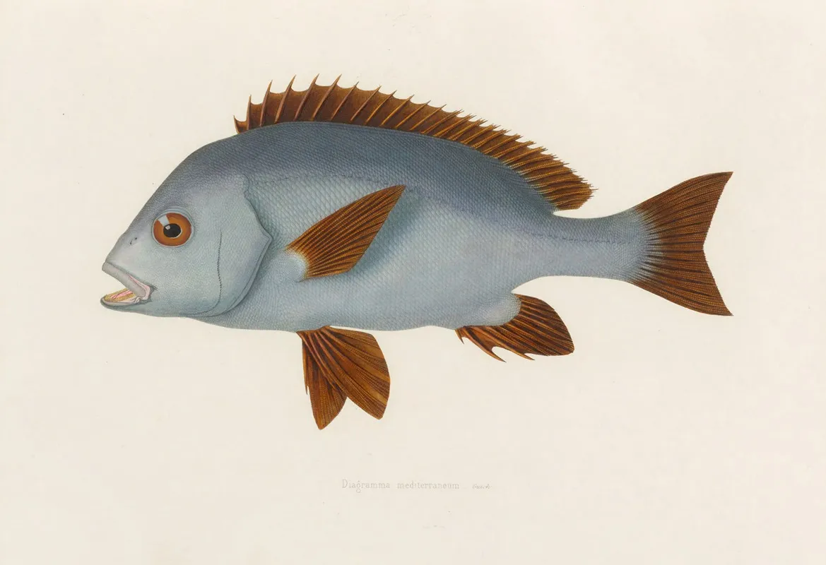 Diagramma Mediterraneum Wall Art by Arthus Bertrand - High-Resolution Digital Print