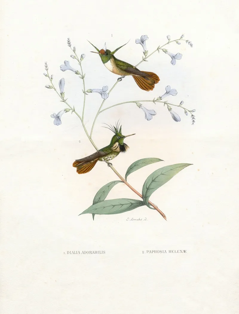 Diana Adorabilis Paphosa Helenae Wall Art by Paul Eugène Mesplès - High-Resolution Digital Print