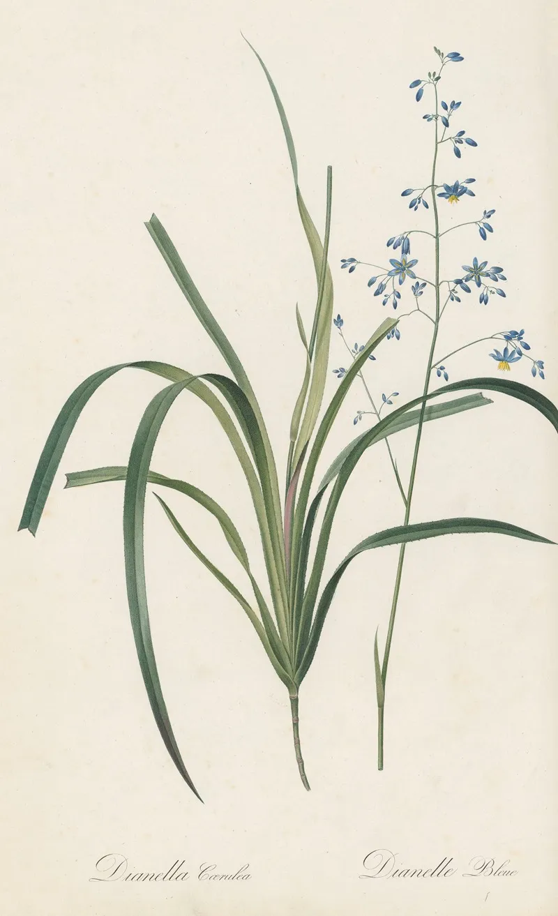 Dianella Caerulea Wall Art by Pierre Joseph Redouté - High-Resolution Digital Print