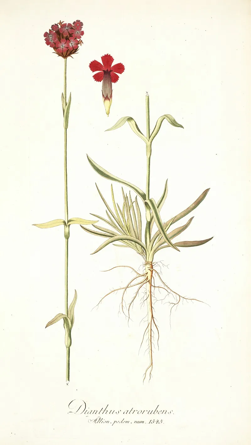 Dianthus Atrorubens Wall Art by Nikolaus Joseph Freiherr von Jacquin - High-Resolution Digital Print