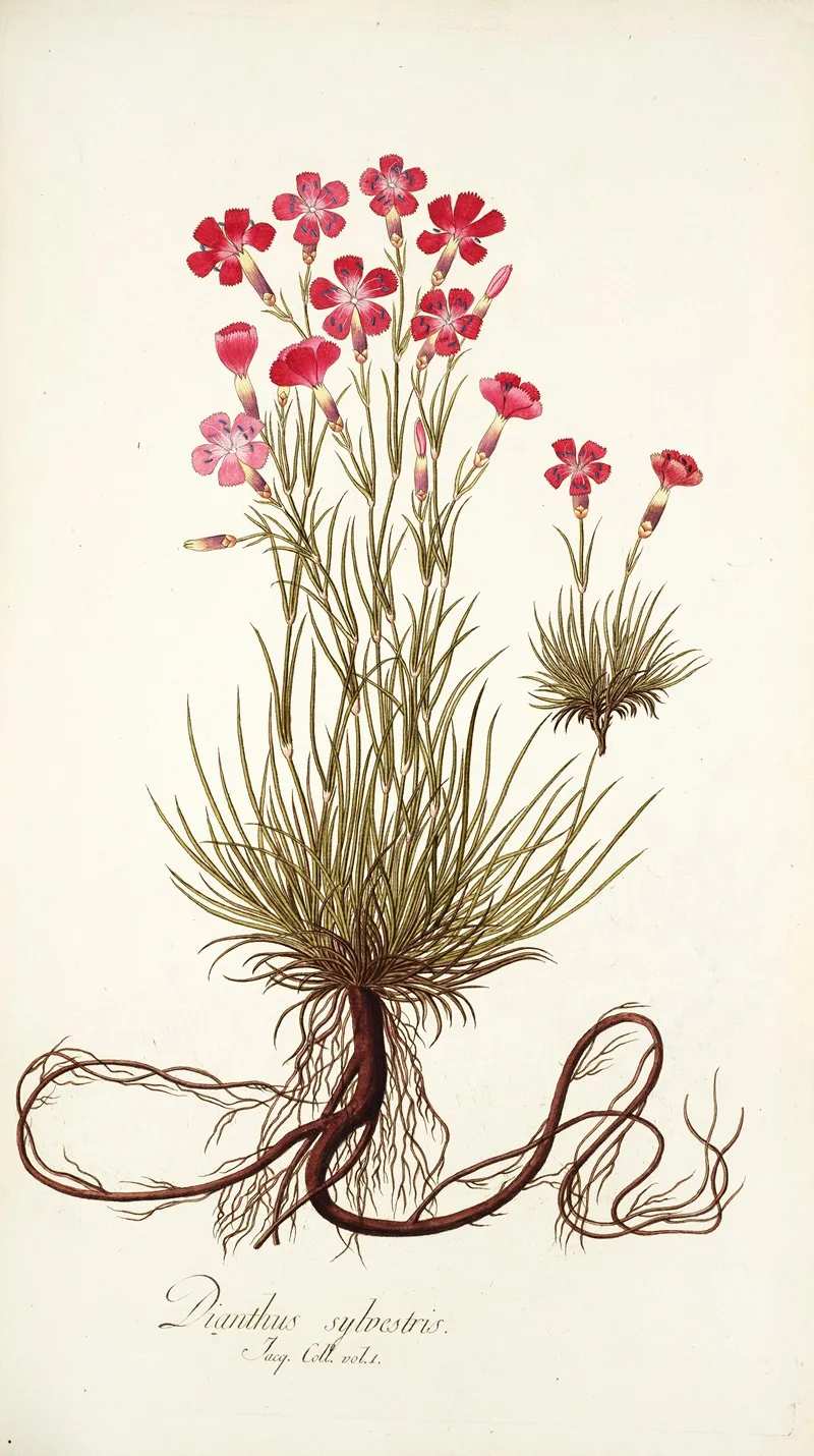 Dianthus Sylvestris Wall Art by Nikolaus Joseph Freiherr von Jacquin - High-Resolution Digital Print