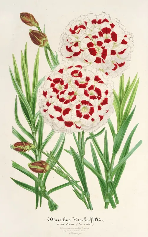 Dianthus Verschaffeltii Wall Art by Charles Antoine Lemaire - High-Resolution Digital Print