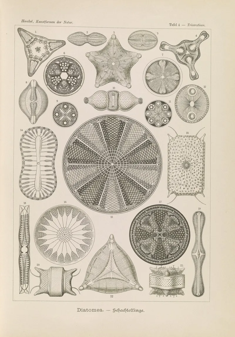 Diatomea Schachtellinge 2 Wall Art by Ernst Haeckel - High-Resolution Digital Print