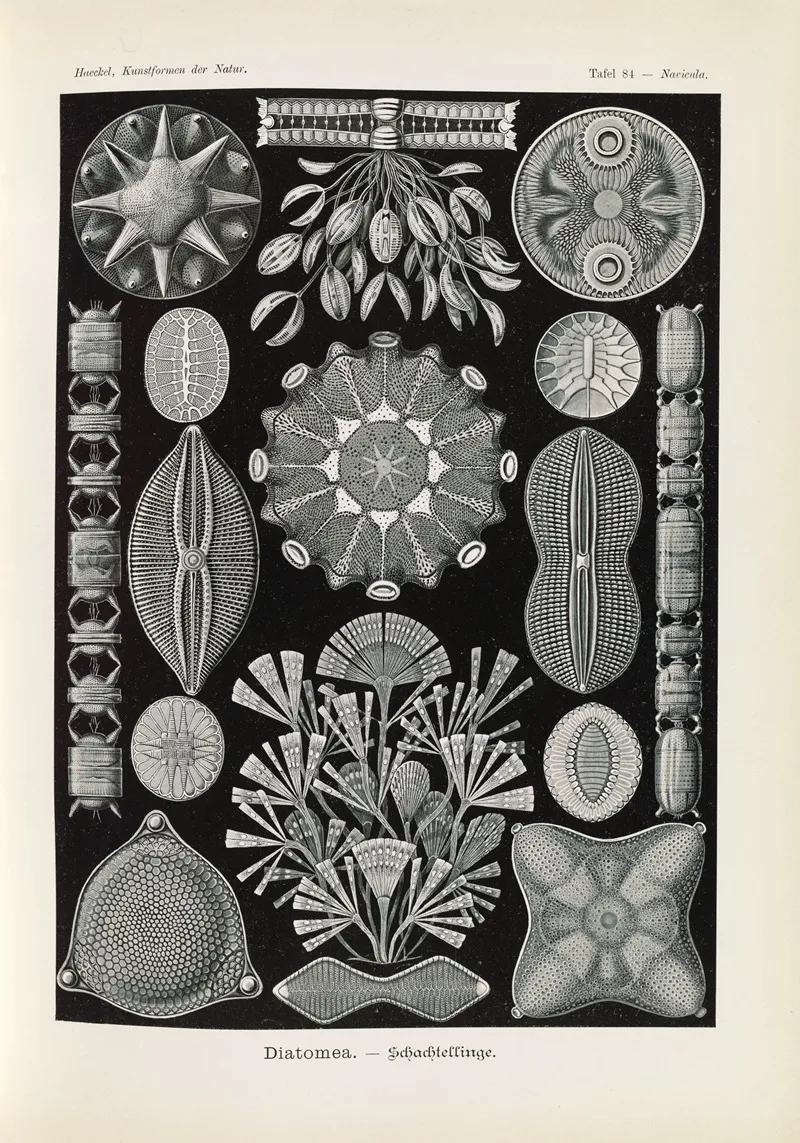 Diatomea Schachtellinge Wall Art by Ernst Haeckel - High-Resolution Digital Print