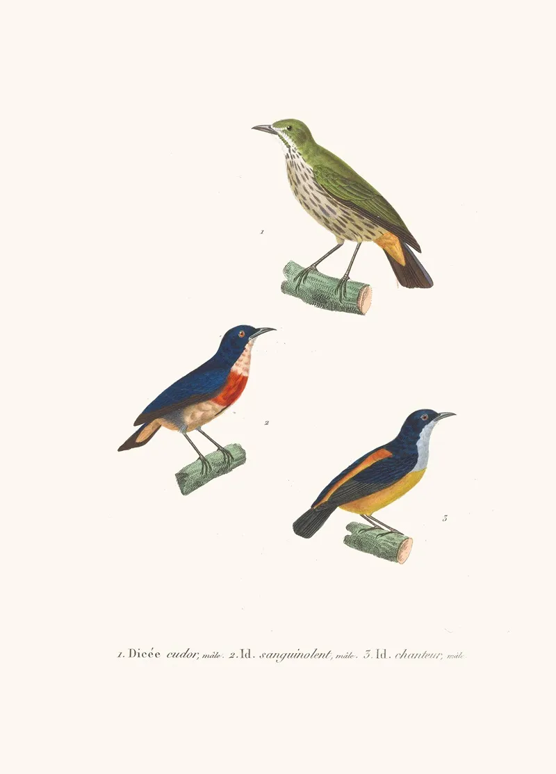 Dicee Cudor Wall Art by Coenraad Jacob Temminck - High-Resolution Digital Print