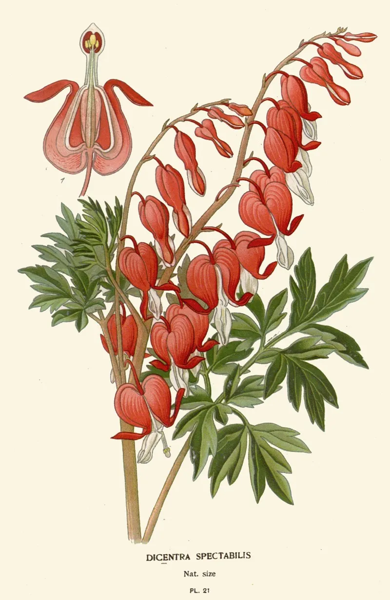 Dicentra Spectabilis Wall Art by Edward Step - High-Resolution Digital Print