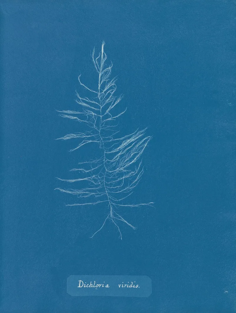 Dichloria Viridis 2 Wall Art by Anna Atkins - High-Resolution Digital Print