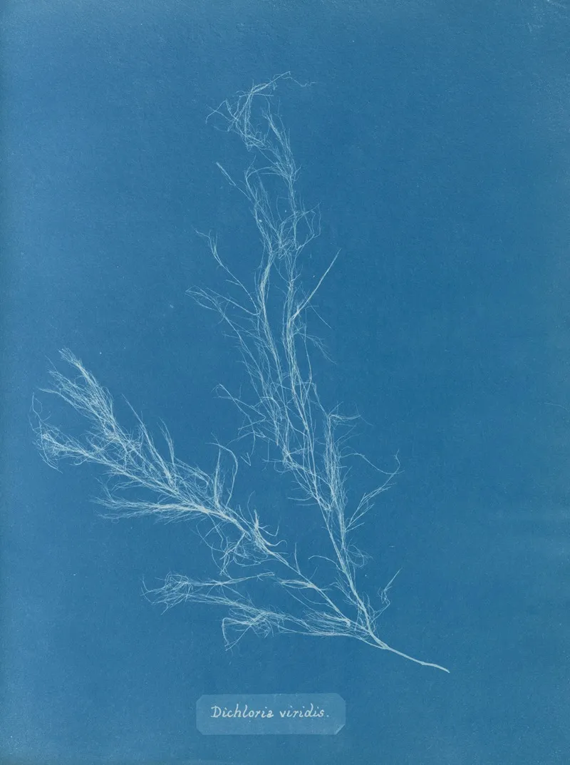 Dichloria Viridis Wall Art by Anna Atkins - High-Resolution Digital Print