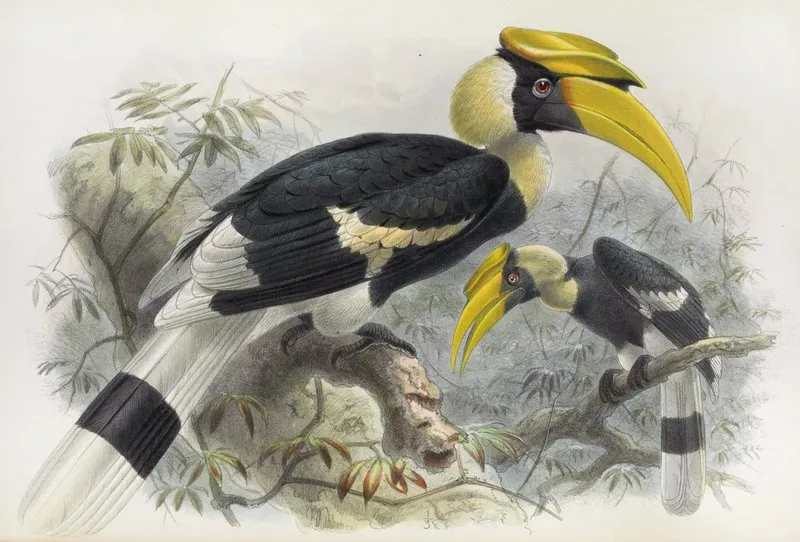 Dichoceros Bicornis Wall Art by Daniel Giraud Elliot - High-Resolution Digital Print