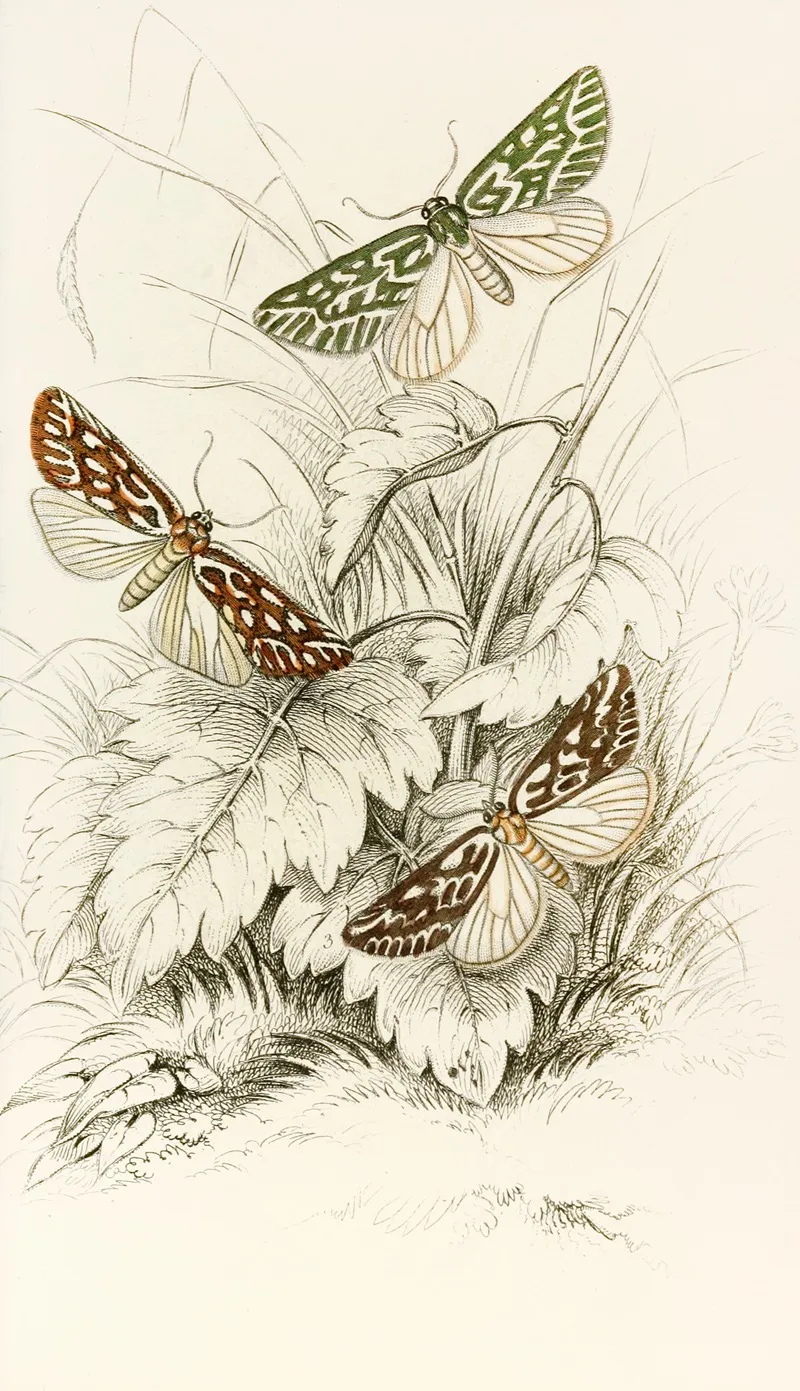 Dichroma Equestralis Dichroma Histrionalis Dichroma Arcualis Wall Art by James Duncan - High-Resolution Digital Print